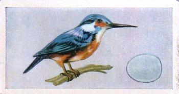 1956 Sweetule Junior Service Birds and Their Eggs #1 Kingfisher Front