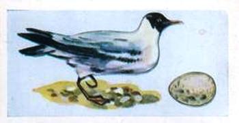 1956 Sweetule Junior Service Birds and Their Eggs #5 Black-Headed Gull Front