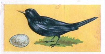 1956 Sweetule Junior Service Birds and Their Eggs #11 Blackbird Front