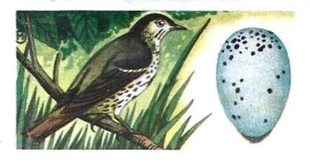 1960 Harden Doctor Ceylon Tea British Birds and Their Eggs #1 Song Thrush Front