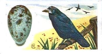 1960 Harden Doctor Ceylon Tea British Birds and Their Eggs #4 Rook Front