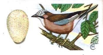1960 Harden Doctor Ceylon Tea British Birds and Their Eggs #6 Jay Front
