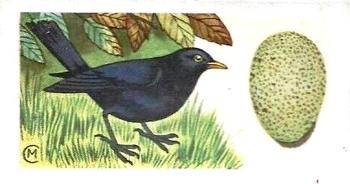 1960 Harden Doctor Ceylon Tea British Birds and Their Eggs #7 Blackbird Front