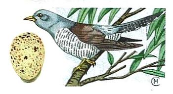 1960 Harden Doctor Ceylon Tea British Birds and Their Eggs #13 Cuckoo Front