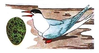 1960 Harden Doctor Ceylon Tea British Birds and Their Eggs #14 Arctic Tern Front