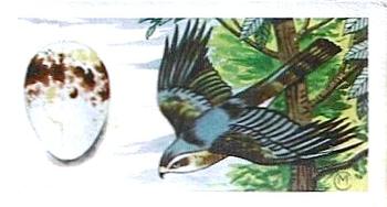 1960 Harden Doctor Ceylon Tea British Birds and Their Eggs #16 Sparrow Hawk Front