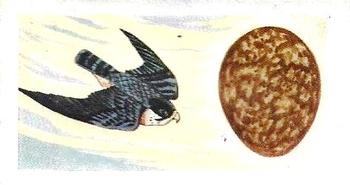 1960 Harden Doctor Ceylon Tea British Birds and Their Eggs #31 Peregrine Falcon Front