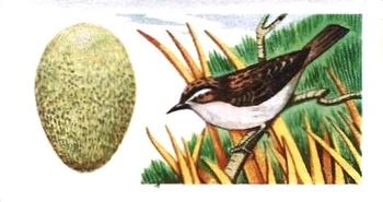1960 Harden Doctor Ceylon Tea British Birds and Their Eggs #33 Sedge Warbler Front