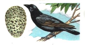 1960 Harden Doctor Ceylon Tea British Birds and Their Eggs #42 Raven Front