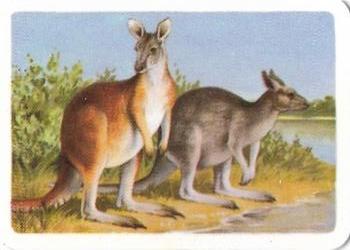 1963 Tuckfields Tea Australiana Series; Animals #8a The Giant Red Kangaroo Front
