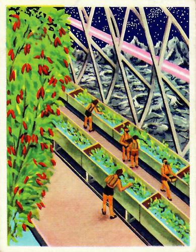 1958 Weetabix Conquest of Space Series A #24 Hydroponic Farming Front