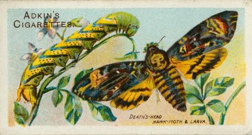 1924 Adkin's Butterflies and Moths #6 Death's Head Hawk Moth and Larva Front