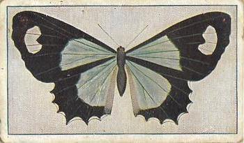 1910 Australian Butterflies and Moths (Names in Capital Letters) #6 Ogyris zozine Front