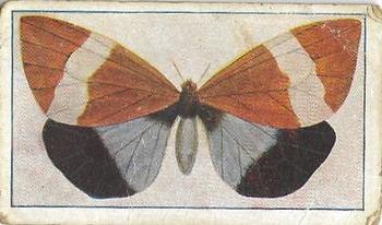 1910 Australian Butterflies and Moths (Names in Lower Case Letters) #6 Neocastina nicevillei Front