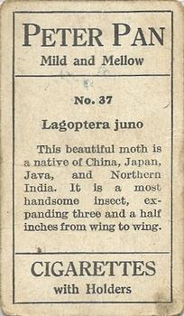 1910 Australian Butterflies and Moths (Names in Lower Case Letters) #37 Lagoptera juno Back