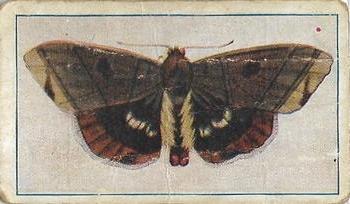1910 Australian Butterflies and Moths (Names in Lower Case Letters) #37 Lagoptera juno Front