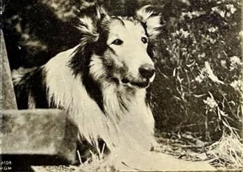 1959-61 Kalendarium-Bild Film Stars (Sweden) #26 Lassie Front
