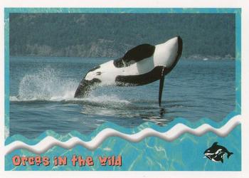 1995 SkyBox Free Willy 2: The Adventure Home #84 Orcas in the wild Front