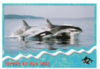 1995 SkyBox Free Willy 2: The Adventure Home #86 Orcas in the wild Front