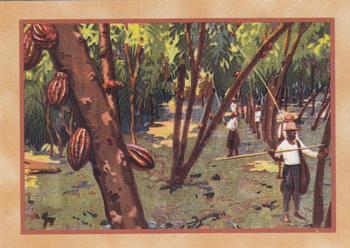 1995 Dart 100 Years of Hershey's #52 Harvesting Cocoa Pods, ca 1955 Front