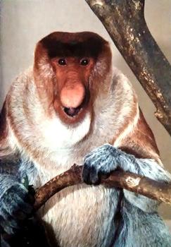 1993 Cardz The World Famous San Diego Zoo Animals of the Wild #2 Proboscis monkey Front