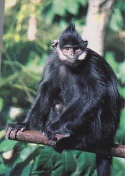 1993 Cardz The World Famous San Diego Zoo Animals of the Wild #4 Francois' langur Front