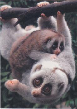 1993 Cardz The World Famous San Diego Zoo Animals of the Wild #5 Slow loris Front