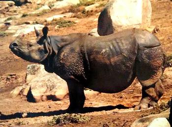 1993 Cardz The World Famous San Diego Zoo Animals of the Wild #8 Indian rhinoceros Front