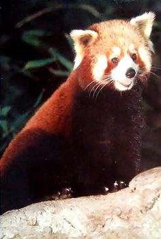 1993 Cardz The World Famous San Diego Zoo Animals of the Wild #10 Lesser panda Front