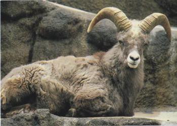 1993 Cardz The World Famous San Diego Zoo Animals of the Wild #13 Kamchatkan snow sheep Front