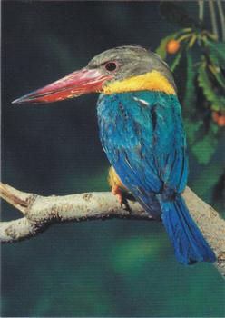 1993 Cardz The World Famous San Diego Zoo Animals of the Wild #16 Micronesian kingfisher Front
