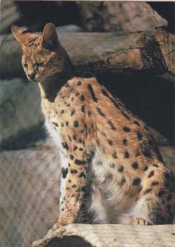1993 Cardz The World Famous San Diego Zoo Animals of the Wild #25 Serval Front