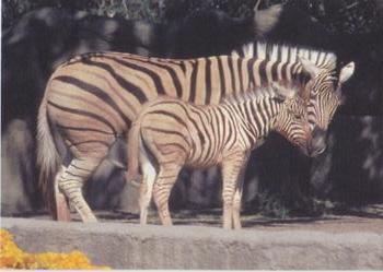 1993 Cardz The World Famous San Diego Zoo Animals of the Wild #27 Damara zebra Front