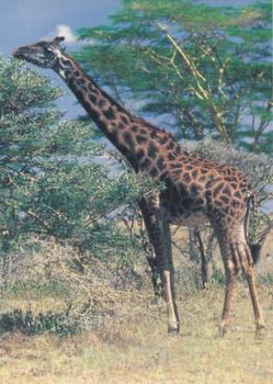 1993 Cardz The World Famous San Diego Zoo Animals of the Wild #28 Giraffe Front