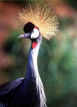 1993 Cardz The World Famous San Diego Zoo Animals of the Wild #33 East African crowned crane Front