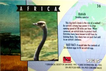 1993 Cardz The World Famous San Diego Zoo Animals of the Wild #36 Ostrich Back