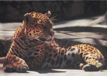 1993 Cardz The World Famous San Diego Zoo Animals of the Wild #43 Jaguar Front