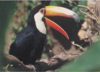 1993 Cardz The World Famous San Diego Zoo Animals of the Wild #50 Toucan Front