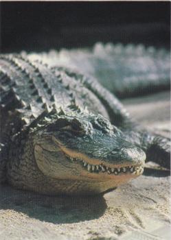 1993 Cardz The World Famous San Diego Zoo Animals of the Wild #54 American alligator Front