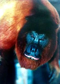 1993 Cardz The World Famous San Diego Zoo Animals of the Wild #58 Red howler monkey Front