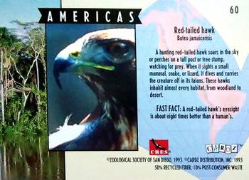 1993 Cardz The World Famous San Diego Zoo Animals of the Wild #60 Red-tailed hawk Back