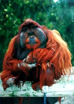 1993 Cardz The World Famous San Diego Zoo Animals of the Wild #61 Orangutan Front