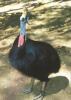 1993 Cardz The World Famous San Diego Zoo Animals of the Wild #68 Cassowary Front