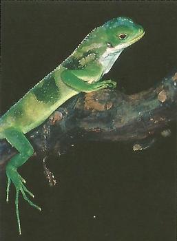 1993 Cardz The World Famous San Diego Zoo Animals of the Wild #71 Fiji Island banded iguana Front