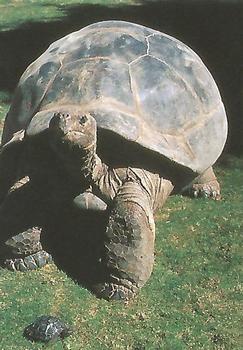 1993 Cardz The World Famous San Diego Zoo Animals of the Wild #72 Galapagos tortoise Front