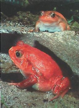 1993 Cardz The World Famous San Diego Zoo Animals of the Wild #74 Madagascar red frog Front