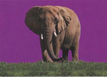 1993 Cardz The World Famous San Diego Zoo Animals of the Wild #103 African elephant Front