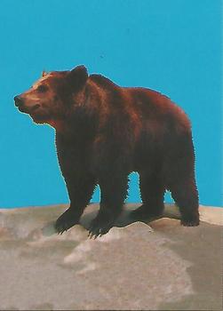 1993 Cardz The World Famous San Diego Zoo Animals of the Wild #105 Eurasian brown bear Front