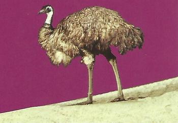 1993 Cardz The World Famous San Diego Zoo Animals of the Wild #110 Emu Front