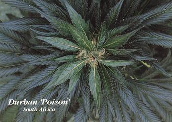 1996 Inline Hemp #3 Durban 'Poison' - South Africa Front